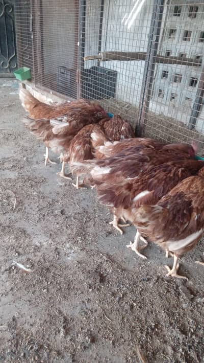 lohman brown egg lying females