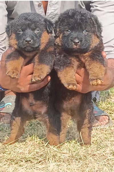 German Shepherd | black n tan Shepherd | gsd dog | puppy | puppies