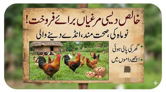 Dasi morghia  Organic hens