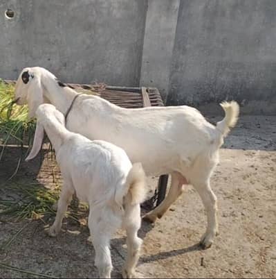 Desi Dogli ghabn bakri 03324262191
