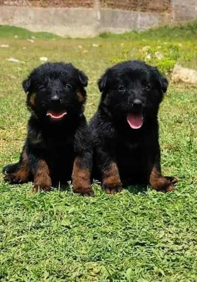 German shepherd Pair | Puppy | GSD | Dog for sale | Long coat