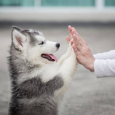 Siberian Husky puppy fully long coated