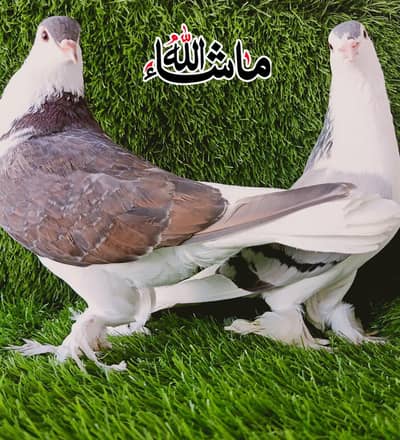 Lahori Sherazi  Breder pair For Sale