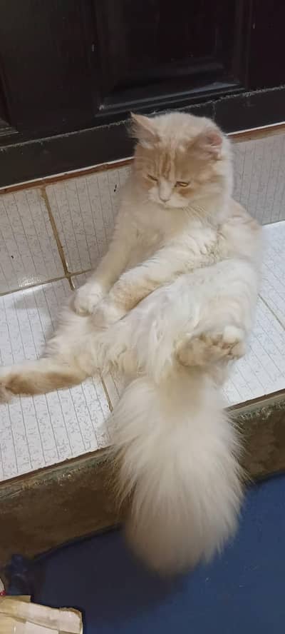 tripple coated male and female pair