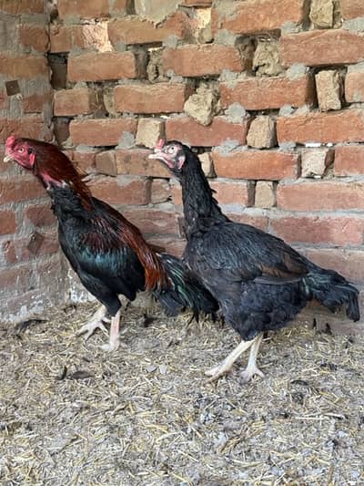 Aseel pathe, breeder for sale in Gujrat