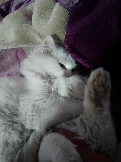 male and female kitten