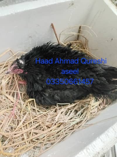 kurak muski aseel murgi available 03350661457