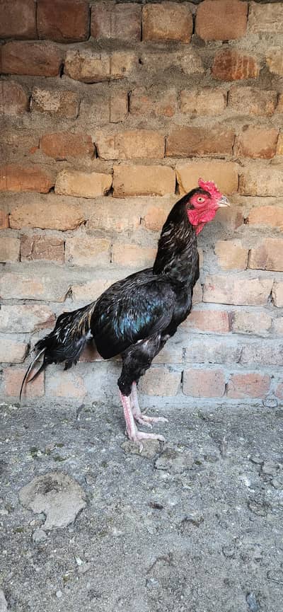 lasani Mushka Aseel Murga