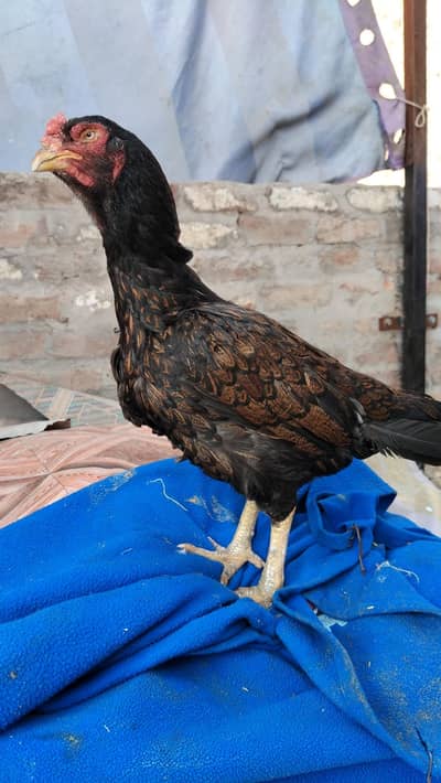 high quality mianwali aseel female Arjun sale