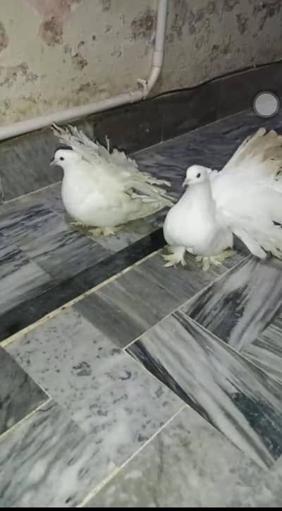 AMERICAN LAKKAY PIGEON