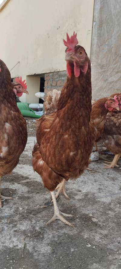 young hens , laying eggs  German bread