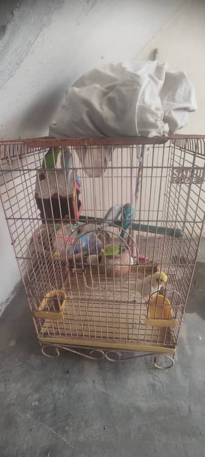 Cockatiel & Budgies & cage  parrrots for sale