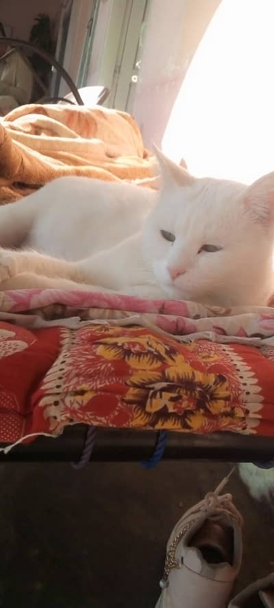 cat Russian available