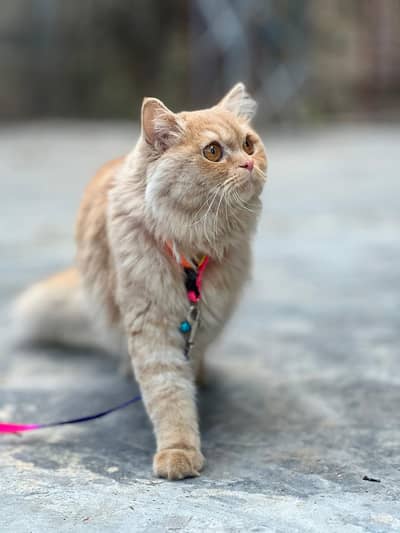 6 month age name bella fully litter trained