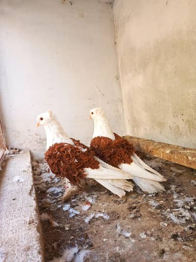 Saddle Frill back pigeons