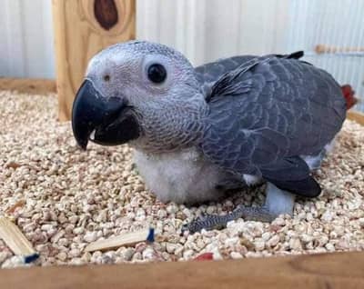 African Grey Parrot checks for sale0346%273%8809