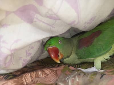 shifting home urgent sale