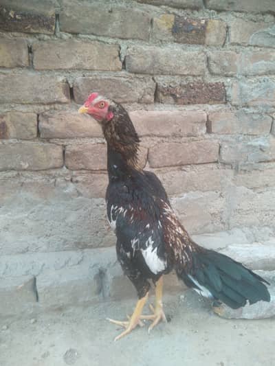 Java aseel young male