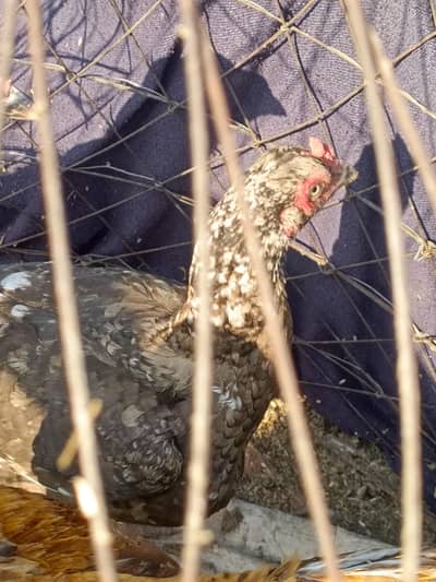 1 pair of pamoze and one hen separate total two hens and a murgha