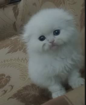 Scottish fold females kitten /Persian cat / Persian kittens  / cat