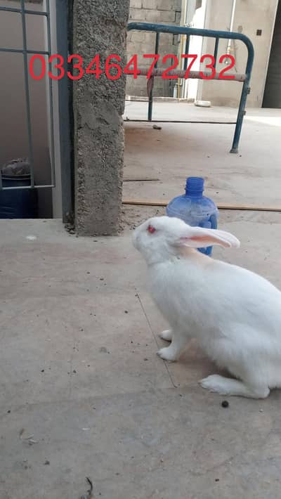 red eyes rabbit full active