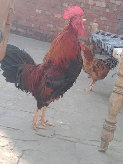 Desi young Active & Fit Pair