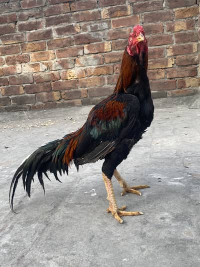 Aseel mianwali lakha 15 month age