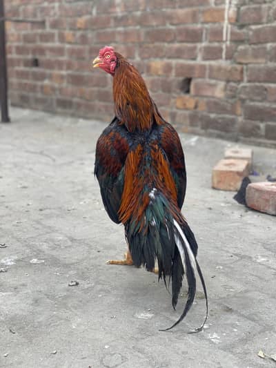 Aseel mianwali lakha 15 month age