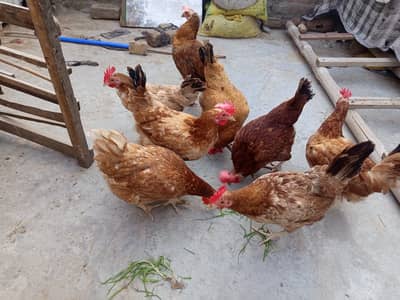 Golden misri egg laying chicken / hen