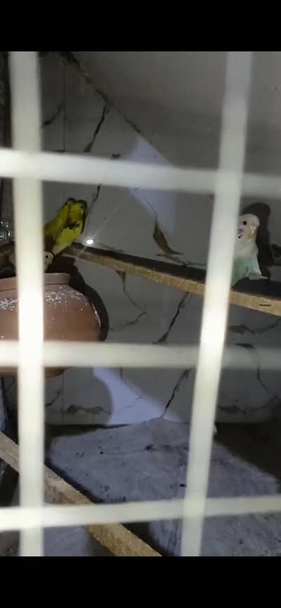 Australian parrots breeder pair