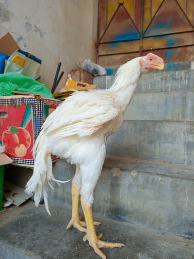 INDIAN PARROT BEAK ASEEL TAMILNADU JAMBO SIZE