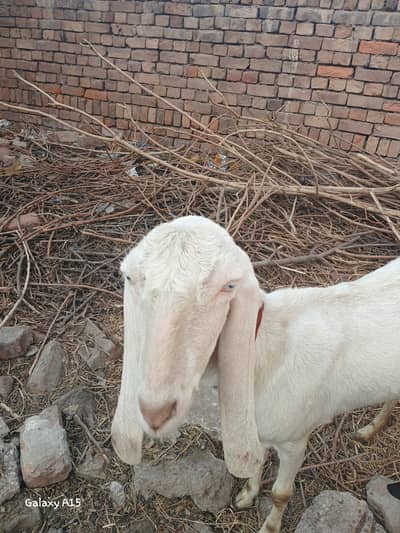 Rajanpuri Gabhan bakri