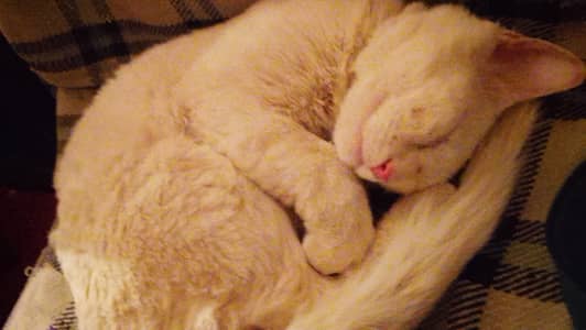 Persian cat urgent sale