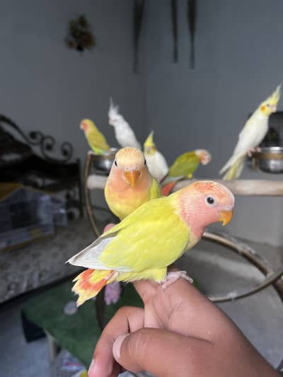 Handtame cockatiel parrot | love bird | rosella parakeet