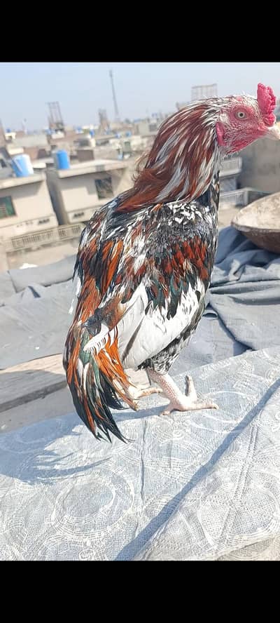 Aseel old blood line murga