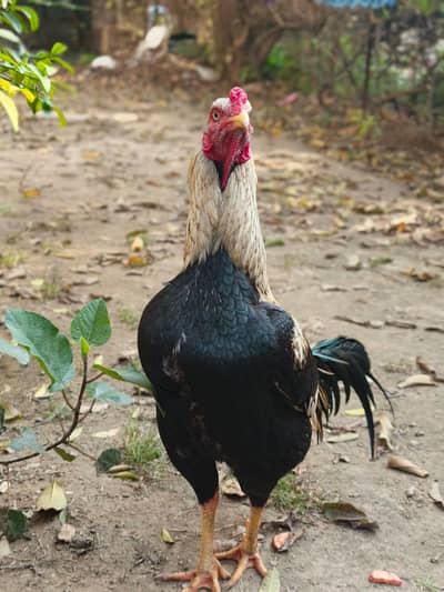 Mianwali Aseel game line