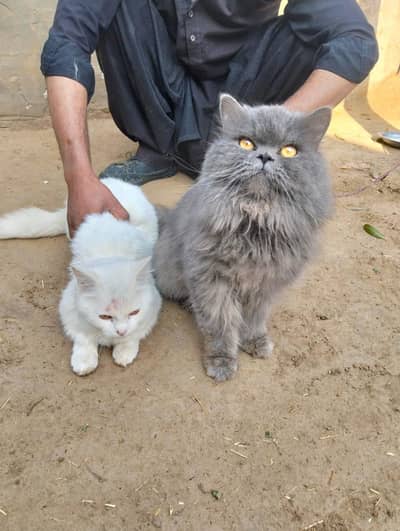 triple coat cat very beautiful and trained