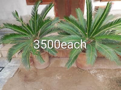 plants and pots for sale in Multan