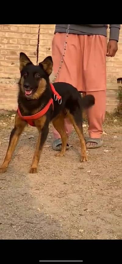 TOP NEXT QUALITY DOG