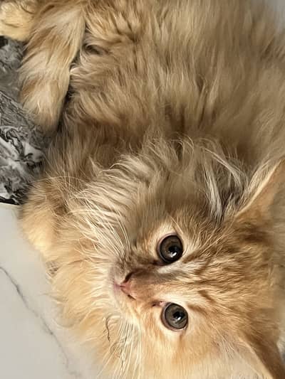 Persian Kittens | Healthy and Active | triple Coat |