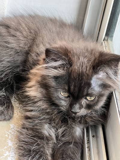 Persian Kittens | Healthy and Active | triple Coat |