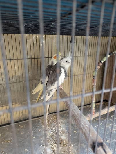 Cockatiel Pied, grey and red eye eno