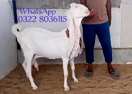 گلابی گبن بکری فور سیل