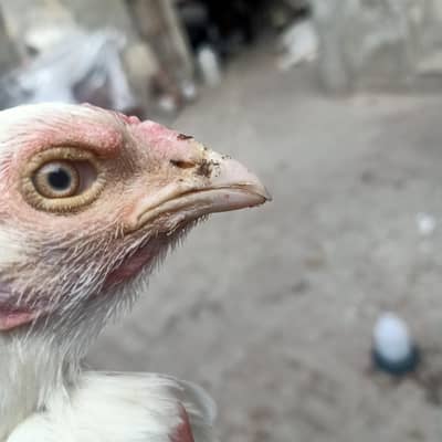 aseel paper white female for sale