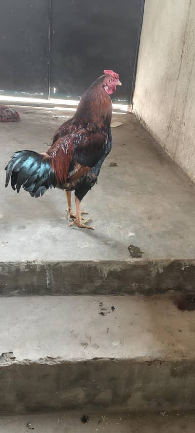 Desi Aseel Murga  Homemade  bread  Munasib+ Fix  in 2500