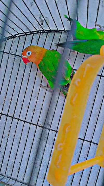 love bird beautiful pair