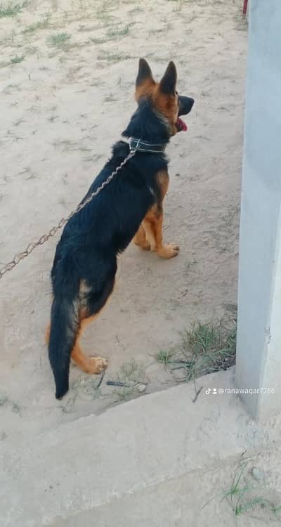 German Shepard puppy