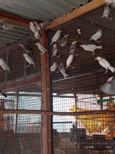 Hagoromo Java And Love Bird's