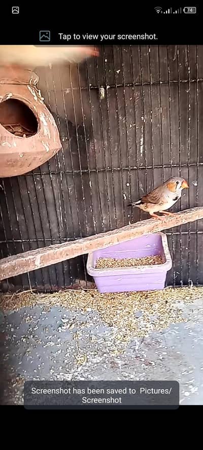 undersize mutation finch ky pathyhy 4male hain yay forsell see details