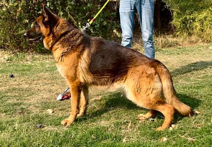 German shepherd female Available